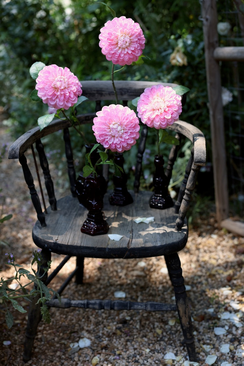 Pink Dahlias French Market Blooms