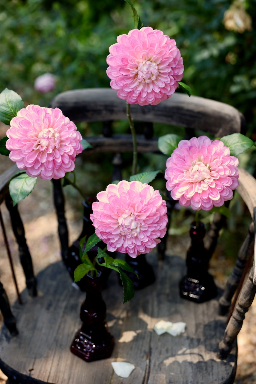 Pink Dahlias French Market Blooms